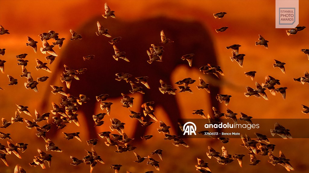 Winners of Istanbul Photo Awards 2025 announced