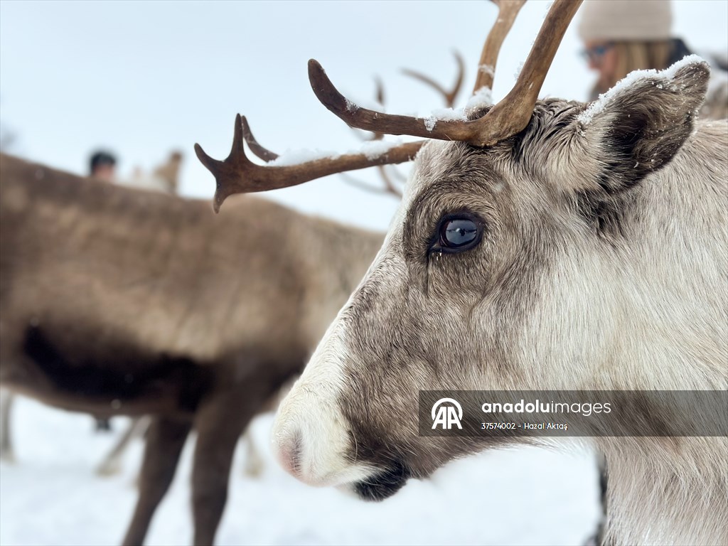 Reindeer farm in Tromso, Norway
