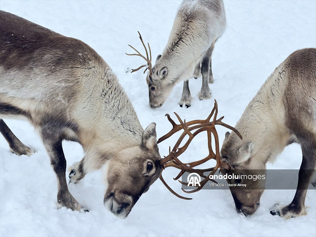 Reindeer farm in Tromso, Norway