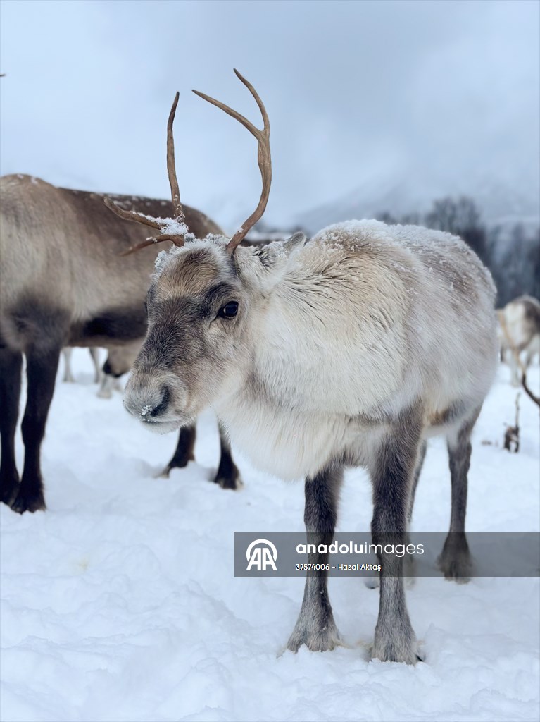 Reindeer farm in Tromso, Norway