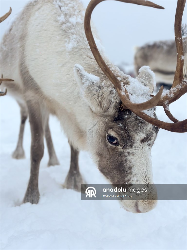 Reindeer farm in Tromso, Norway