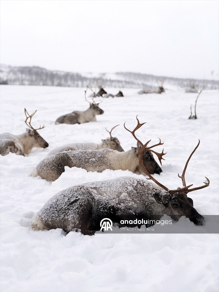 Reindeer farm in Tromso, Norway