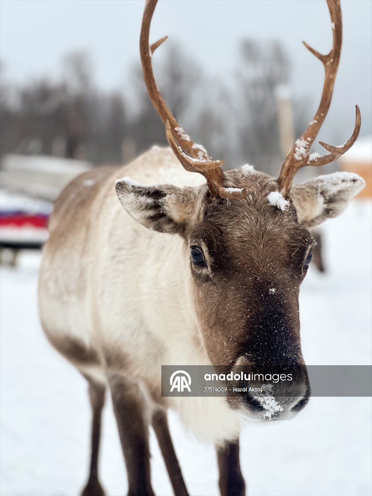 Reindeer farm in Tromso, Norway