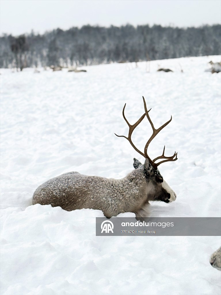 Reindeer farm in Tromso, Norway