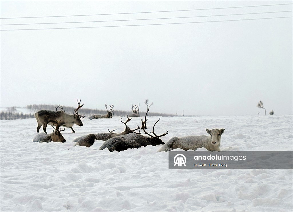 Reindeer farm in Tromso, Norway