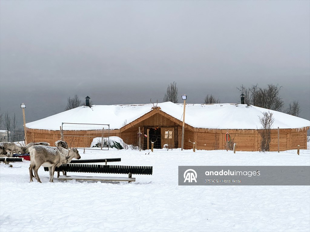 Reindeer farm in Tromso, Norway