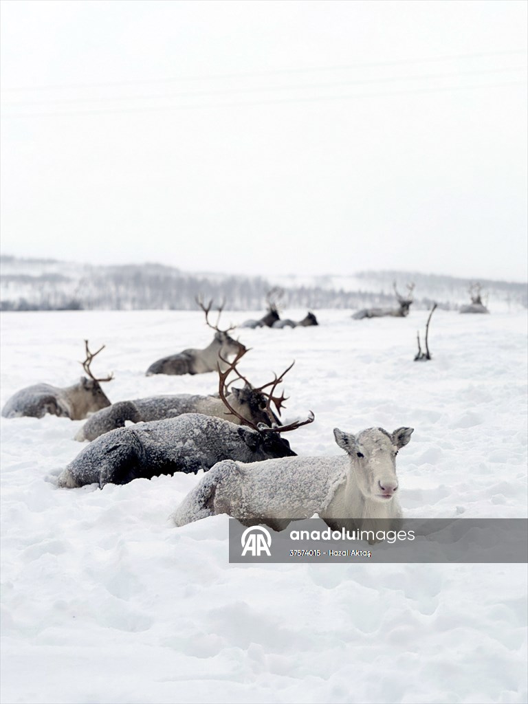 Reindeer farm in Tromso, Norway
