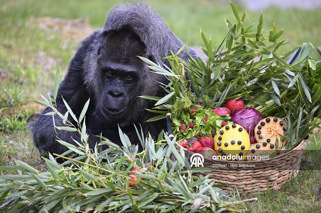 Fatou, the world's oldest female Gorilla living in Berlin, celebrated her 68th birthday