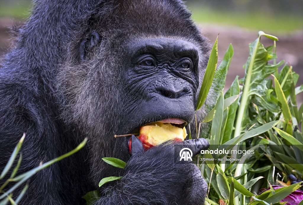 Fatou, the world's oldest female Gorilla living in Berlin, celebrated her 68th birthday