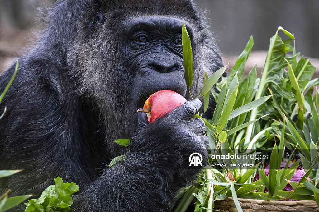 Fatou, the world's oldest female Gorilla living in Berlin, celebrated her 68th birthday