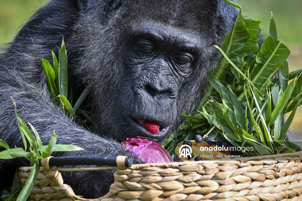 Fatou, the world's oldest female Gorilla living in Berlin, celebrated her 68th birthday