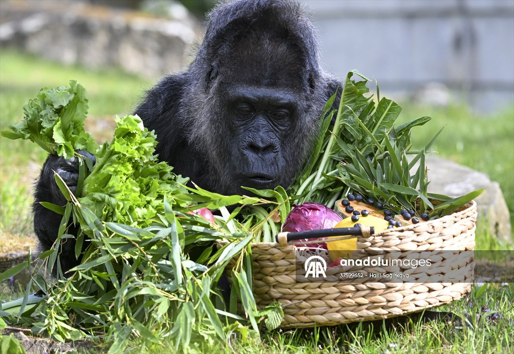 Fatou, the world's oldest female Gorilla living in Berlin, celebrated her 68th birthday