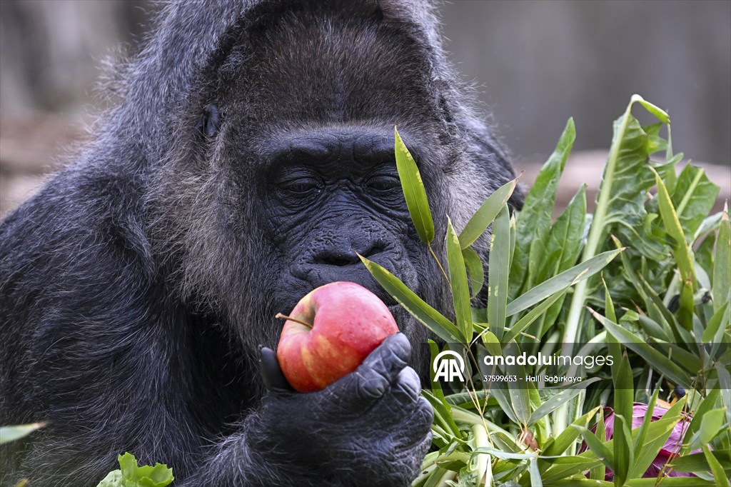 Fatou, the world's oldest female Gorilla living in Berlin, celebrated her 68th birthday