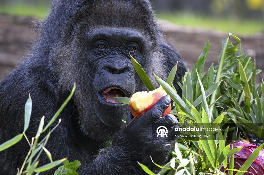 Fatou, the world's oldest female Gorilla living in Berlin, celebrated her 68th birthday