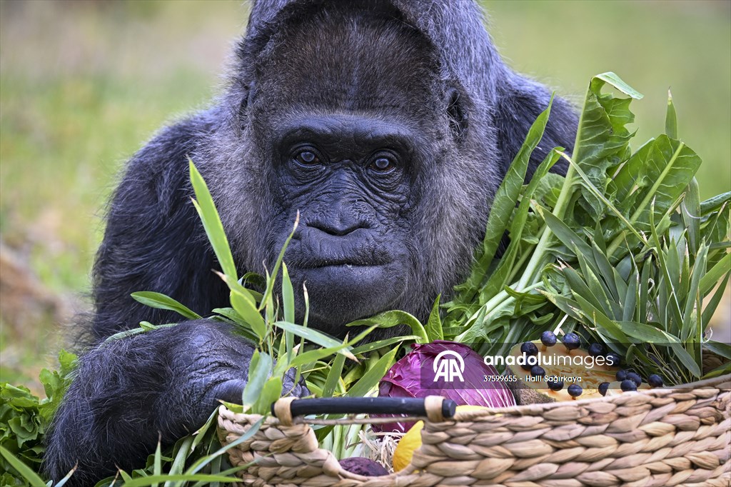 Fatou, the world's oldest female Gorilla living in Berlin, celebrated her 68th birthday