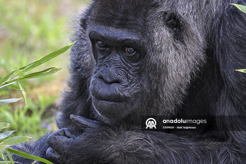Fatou, the world's oldest female Gorilla living in Berlin, celebrated her 68th birthday