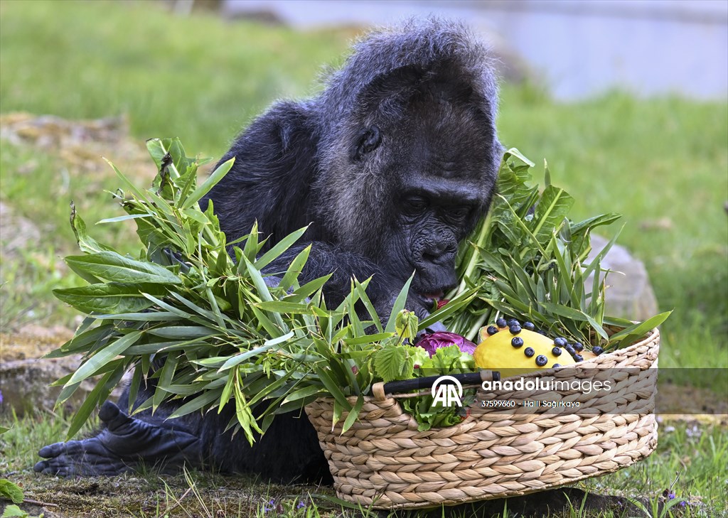 Fatou, the world's oldest female Gorilla living in Berlin, celebrated her 68th birthday