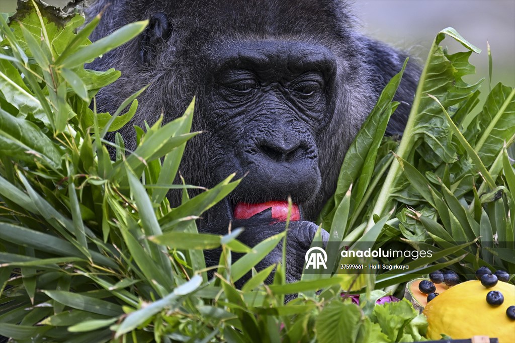 Fatou, the world's oldest female Gorilla living in Berlin, celebrated her 68th birthday
