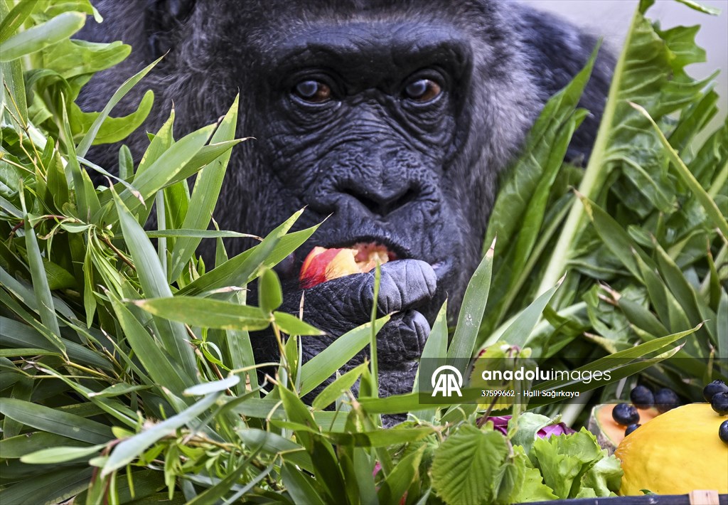 Fatou, the world's oldest female Gorilla living in Berlin, celebrated her 68th birthday