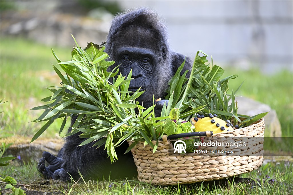 Fatou, the world's oldest female Gorilla living in Berlin, celebrated her 68th birthday