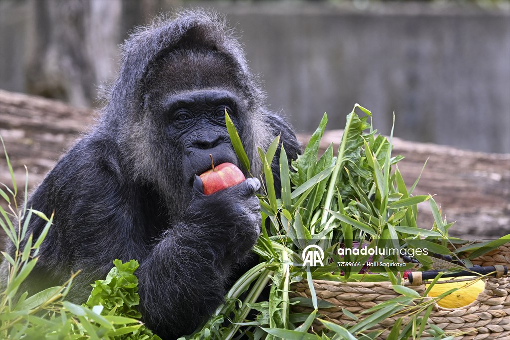 Fatou, the world's oldest female Gorilla living in Berlin, celebrated her 68th birthday
