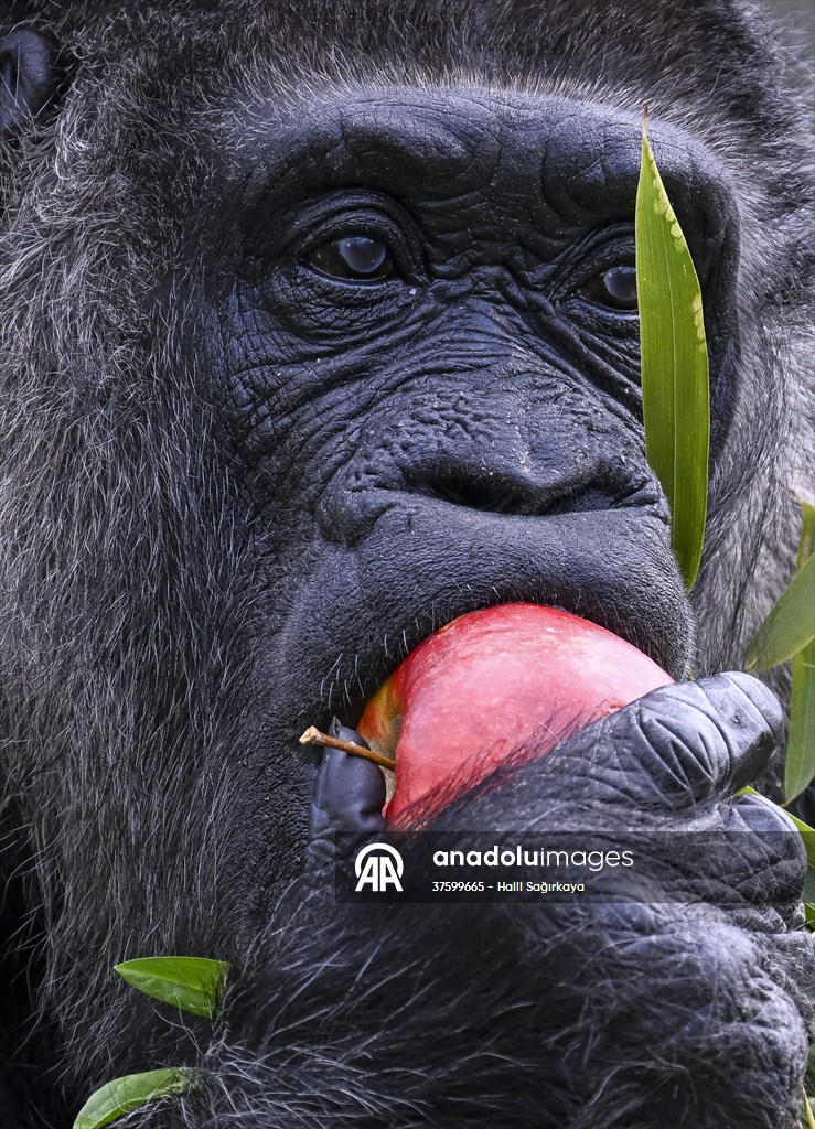 Fatou, the world's oldest female Gorilla living in Berlin, celebrated her 68th birthday