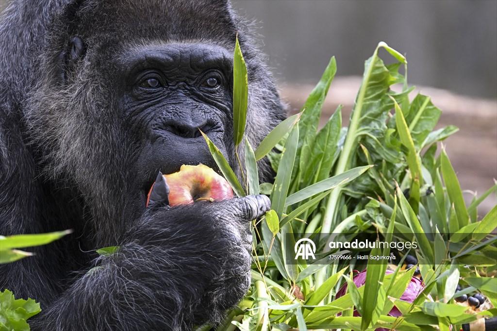 Fatou, the world's oldest female Gorilla living in Berlin, celebrated her 68th birthday