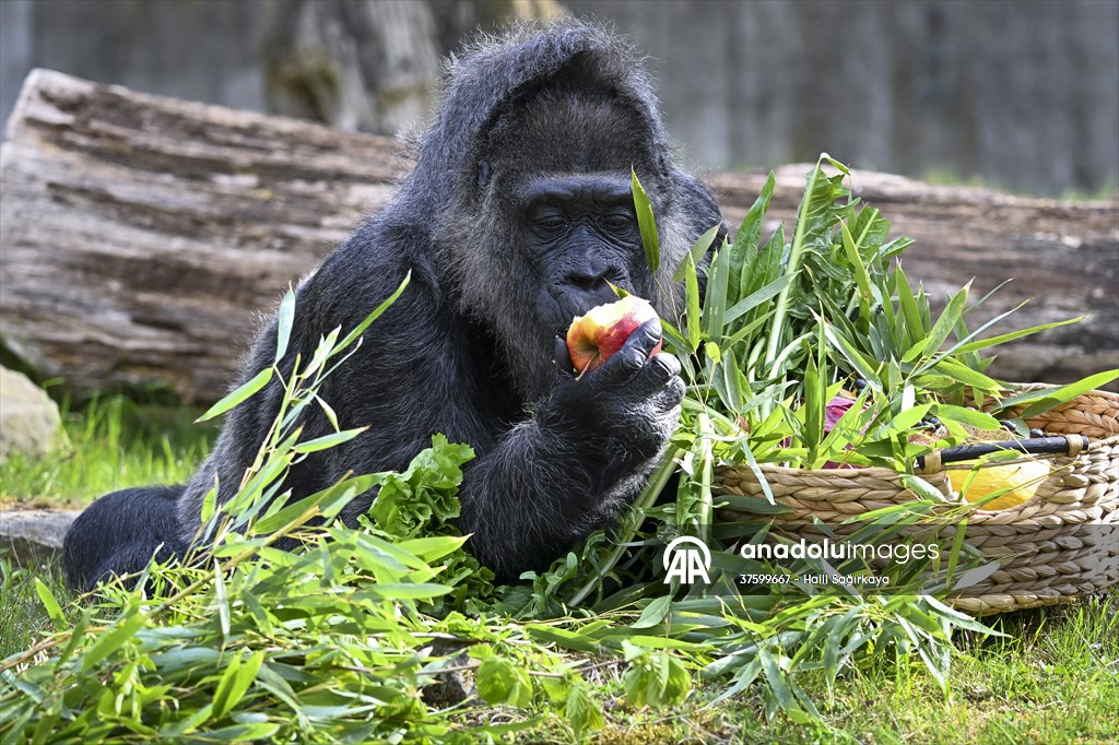 Fatou, the world's oldest female Gorilla living in Berlin, celebrated her 68th birthday