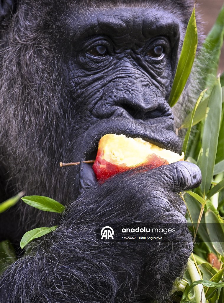 Fatou, the world's oldest female Gorilla living in Berlin, celebrated her 68th birthday