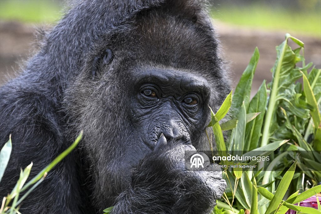 Fatou, the world's oldest female Gorilla living in Berlin, celebrated her 68th birthday