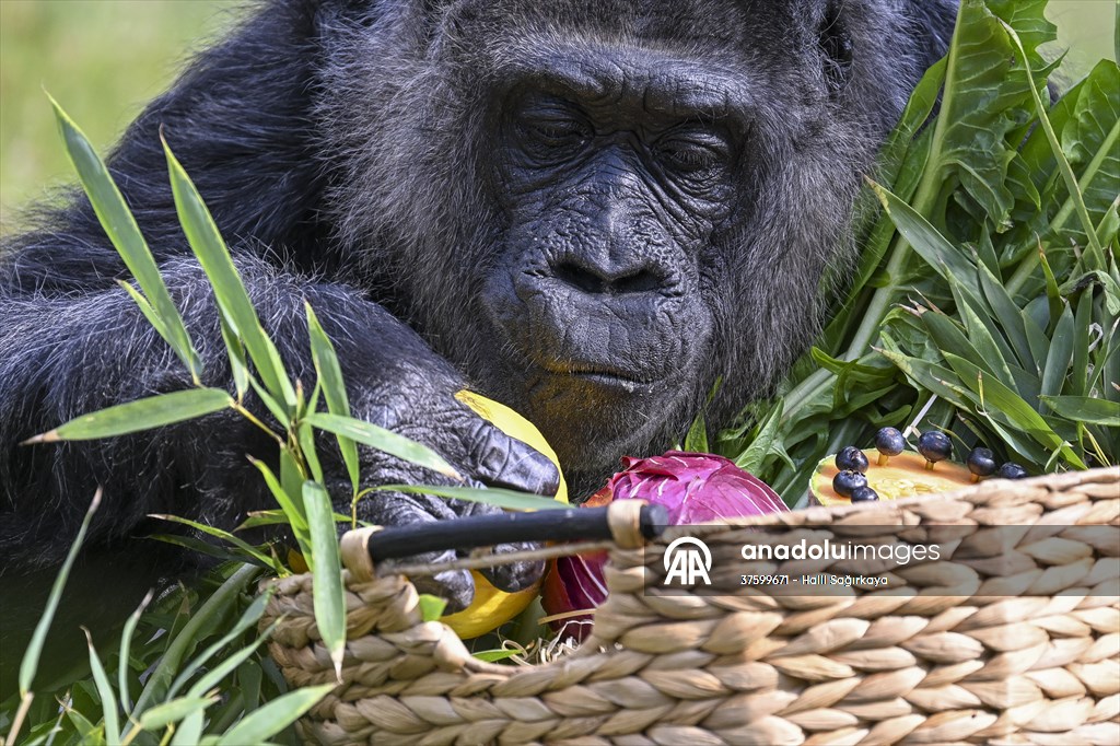 Fatou, the world's oldest female Gorilla living in Berlin, celebrated her 68th birthday
