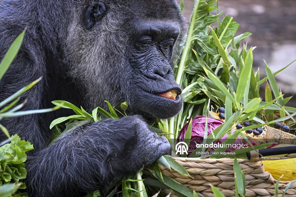 Fatou, the world's oldest female Gorilla living in Berlin, celebrated her 68th birthday