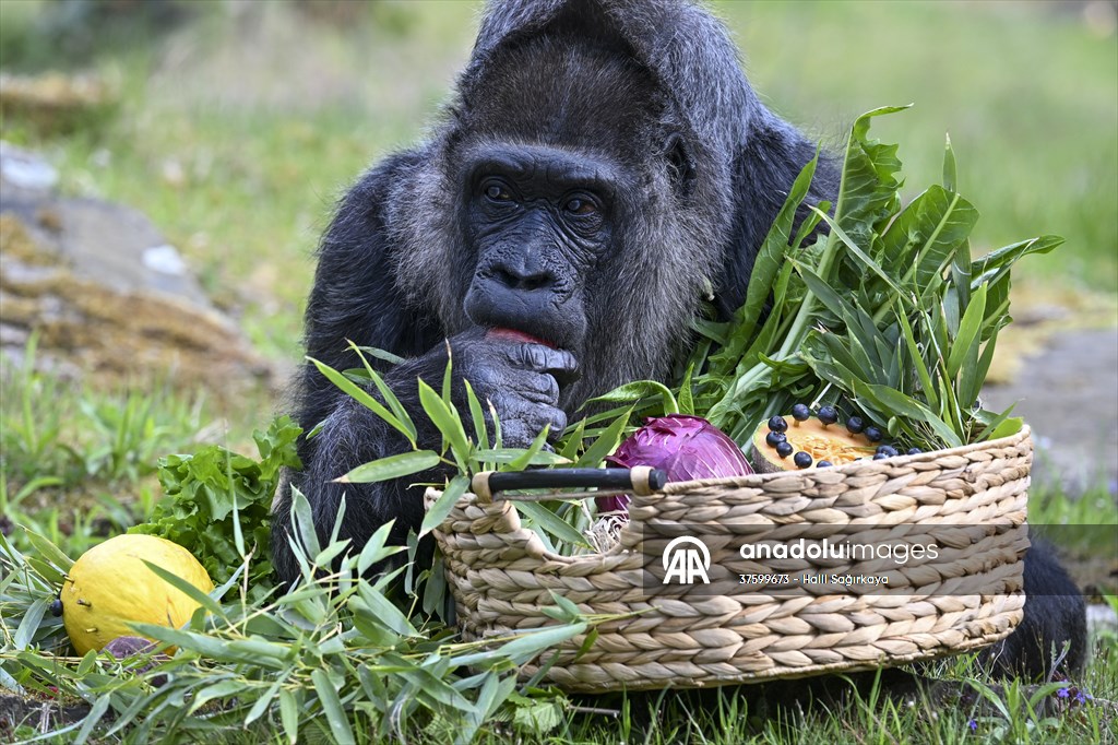 Fatou, the world's oldest female Gorilla living in Berlin, celebrated her 68th birthday