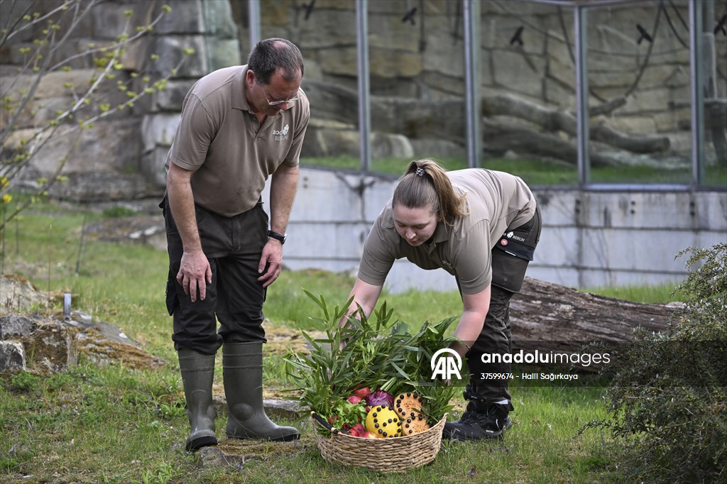 Fatou, the world's oldest female Gorilla living in Berlin, celebrated her 68th birthday