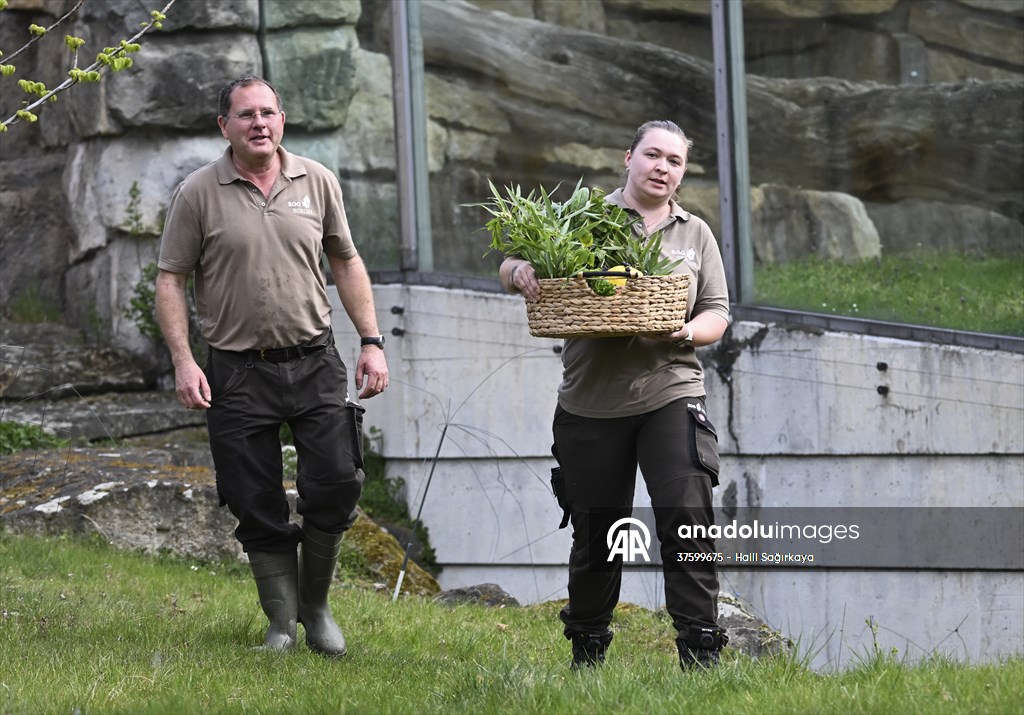 Fatou, the world's oldest female Gorilla living in Berlin, celebrated her 68th birthday