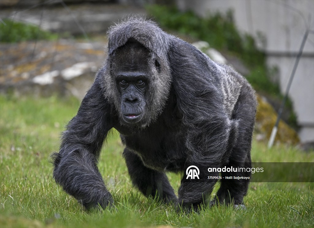 Fatou, the world's oldest female Gorilla living in Berlin, celebrated her 68th birthday