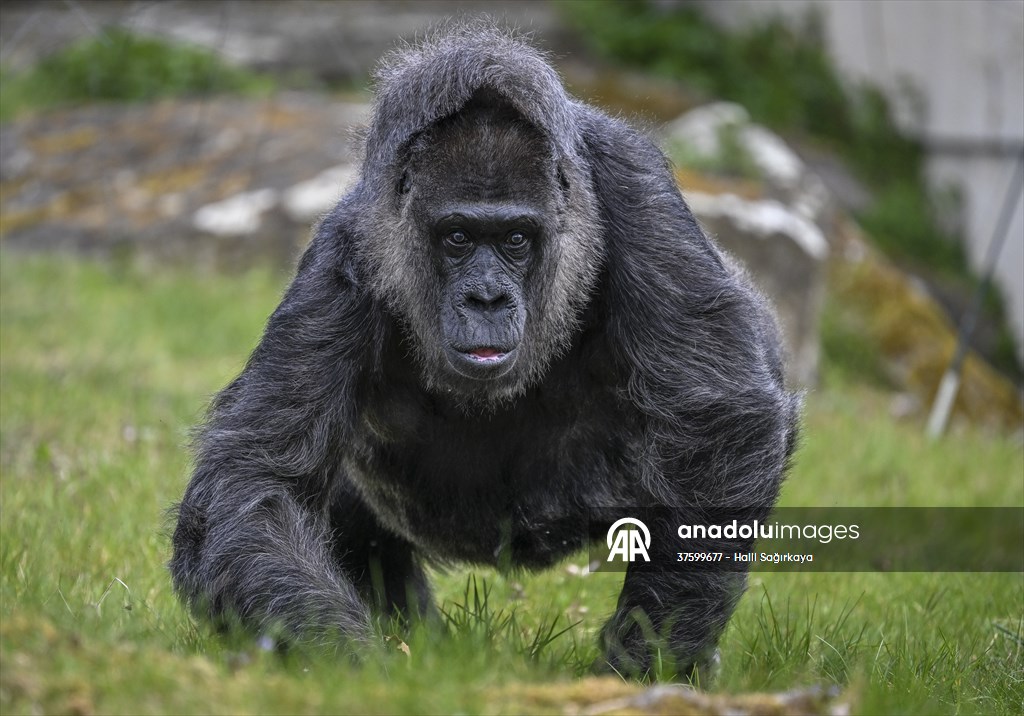 Fatou, the world's oldest female Gorilla living in Berlin, celebrated her 68th birthday