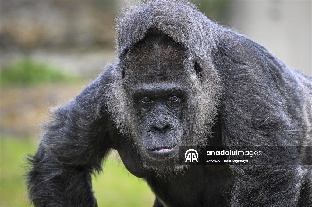 Fatou, the world's oldest female Gorilla living in Berlin, celebrated her 68th birthday
