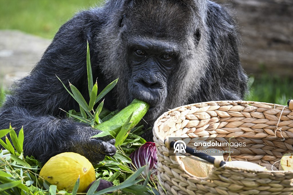 Fatou, the world's oldest female Gorilla living in Berlin, celebrated her 68th birthday