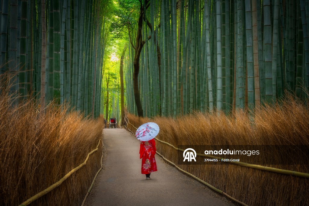 Arashiyama Bamboo Forest in Japan