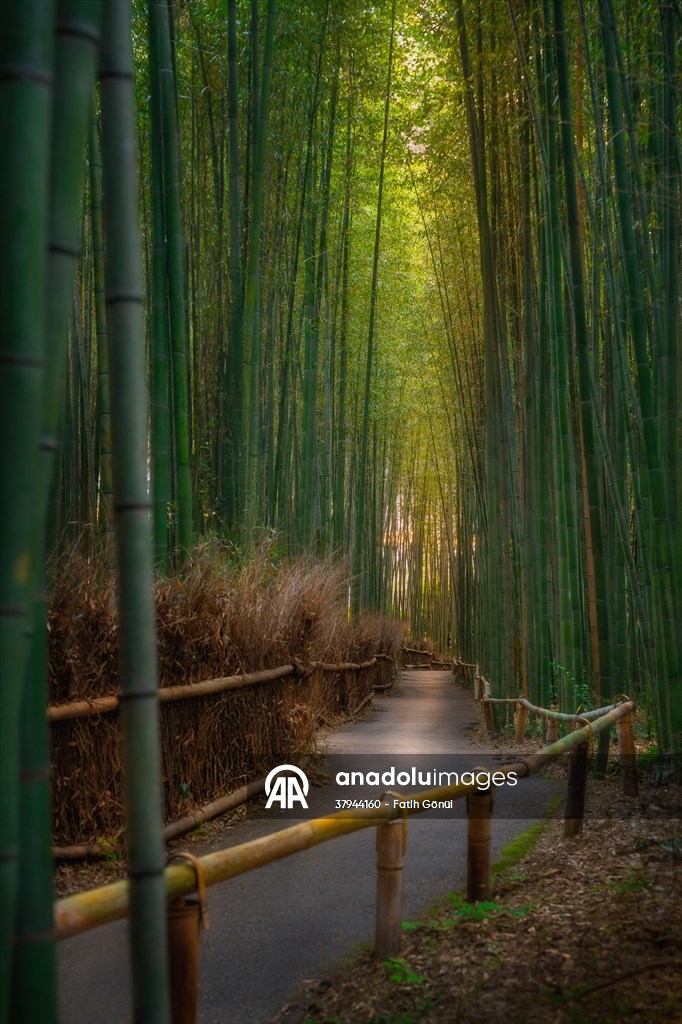 Arashiyama Bamboo Forest in Japan