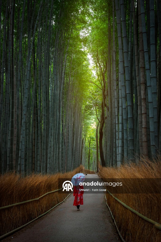 Arashiyama Bamboo Forest in Japan