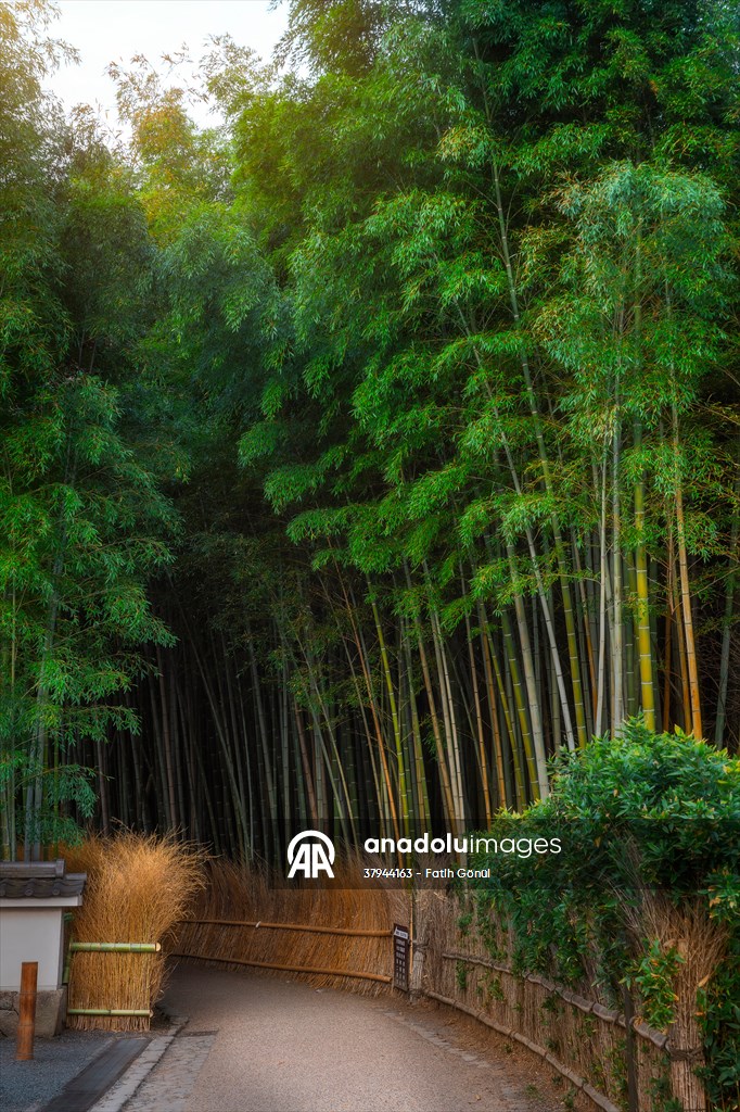 Arashiyama Bamboo Forest in Japan