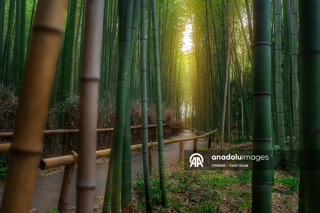 Arashiyama Bamboo Forest in Japan