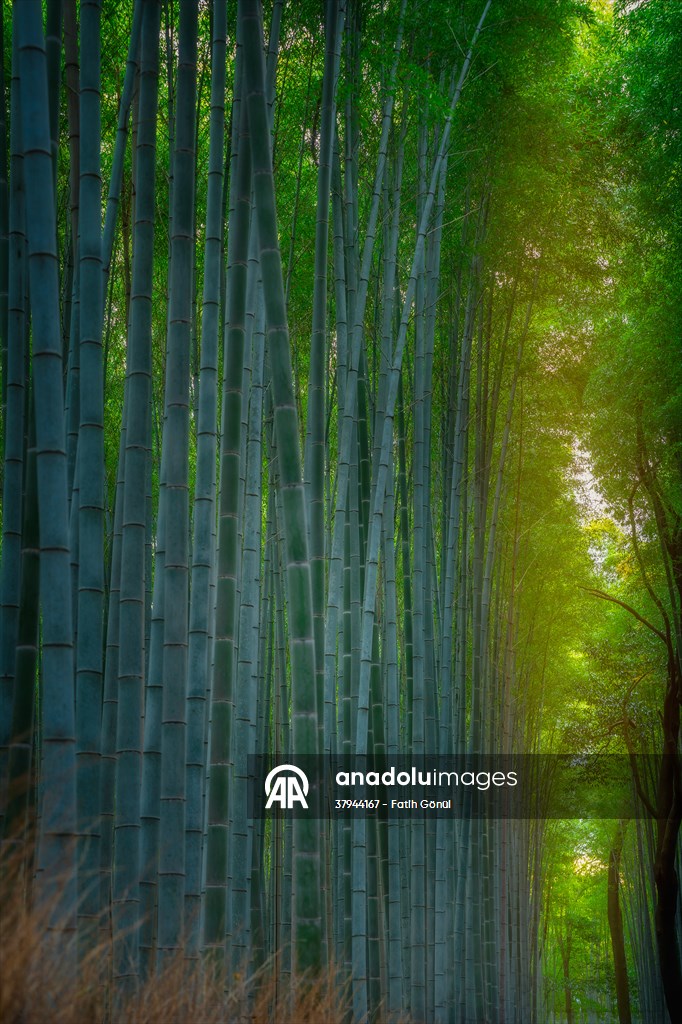 Arashiyama Bamboo Forest in Japan