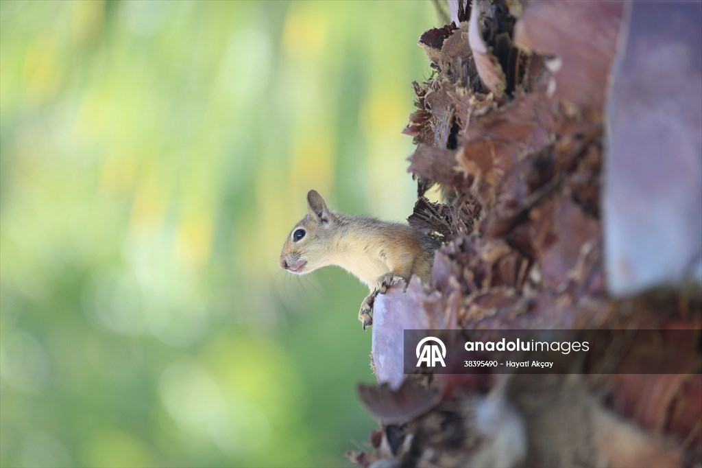 Bahçesinde bitkin halde bulduğu sincaba evinde özenle bakıyor