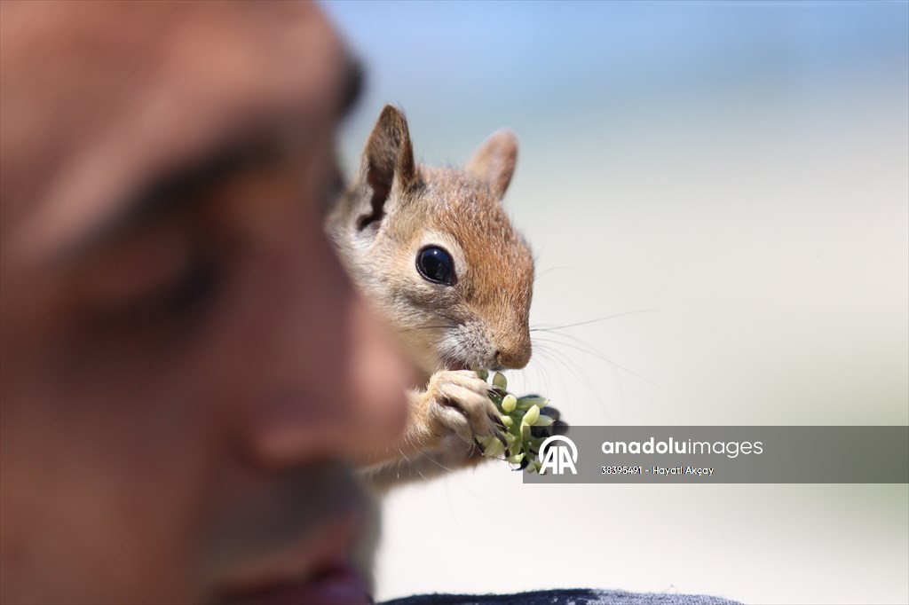 Bahçesinde bitkin halde bulduğu sincaba evinde özenle bakıyor