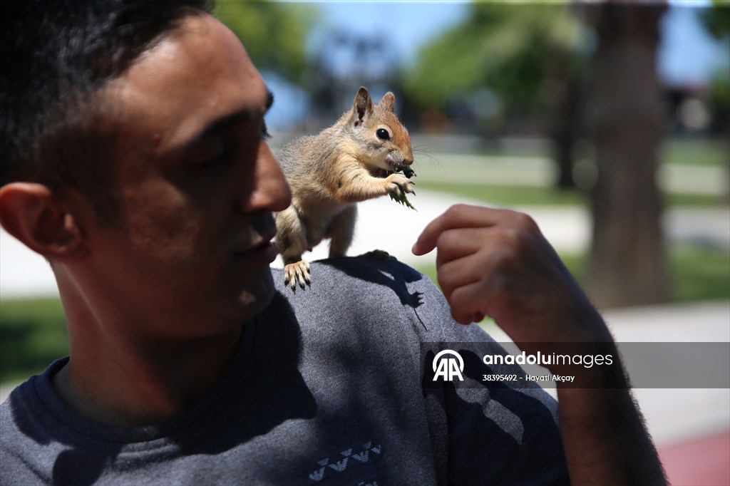 Bahçesinde bitkin halde bulduğu sincaba evinde özenle bakıyor