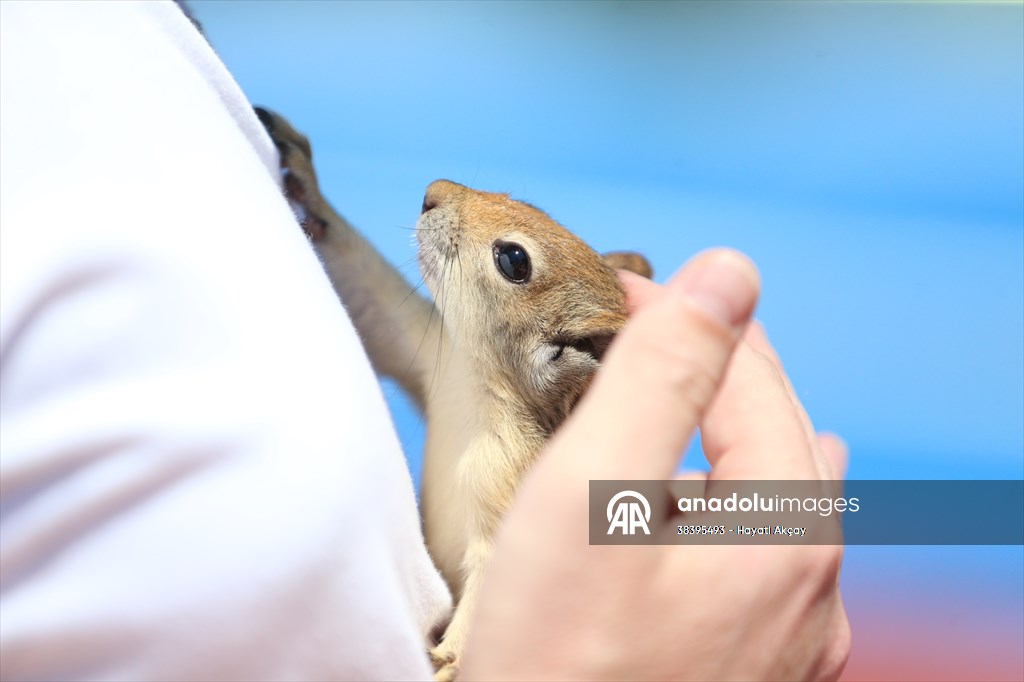 Bahçesinde bitkin halde bulduğu sincaba evinde özenle bakıyor