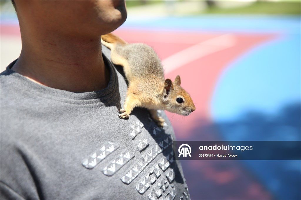 Bahçesinde bitkin halde bulduğu sincaba evinde özenle bakıyor